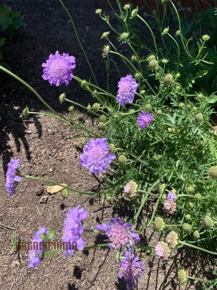 Scabiosa Columbaria â€™Misty Butterfliesâ€™ Seeds | Gardening Perennials For Butterfly Gardens