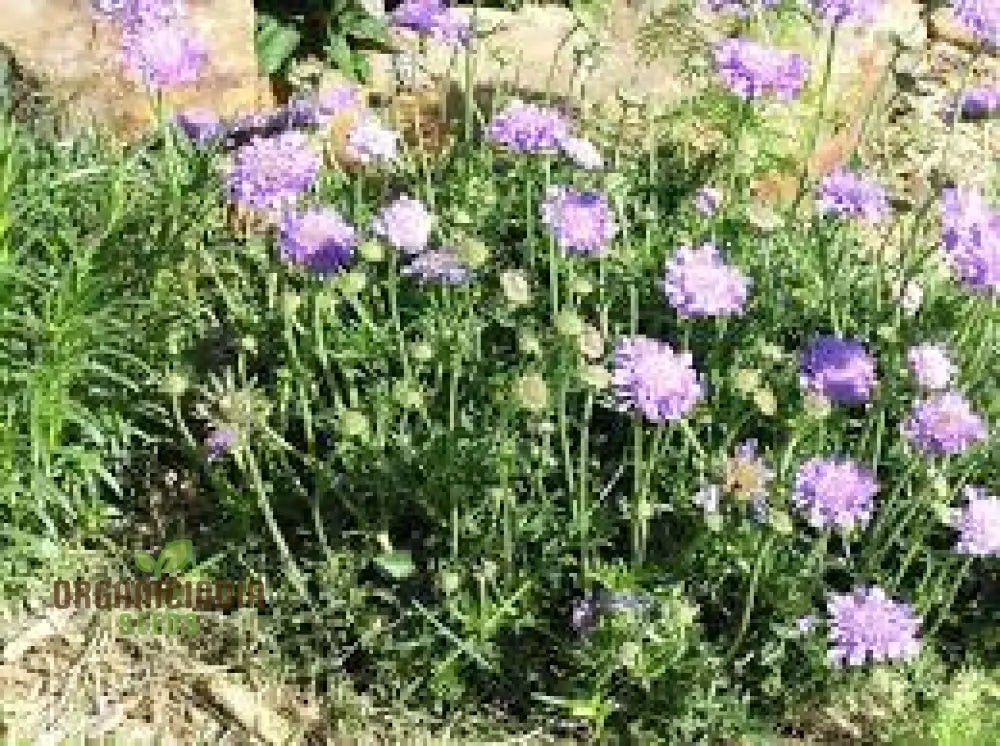 Scabiosa Columbaria â€™Misty Butterfliesâ€™ Seeds | Gardening Perennials For Butterfly Gardens