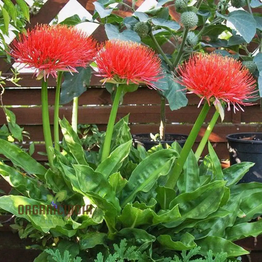 Scadoxus multiflorus seeds for planting