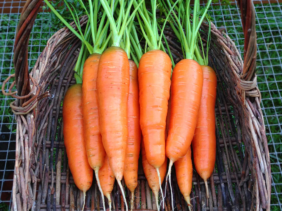 Mature Scarlet Nantes Carrot Plant Producing Sweet Crisp Roots