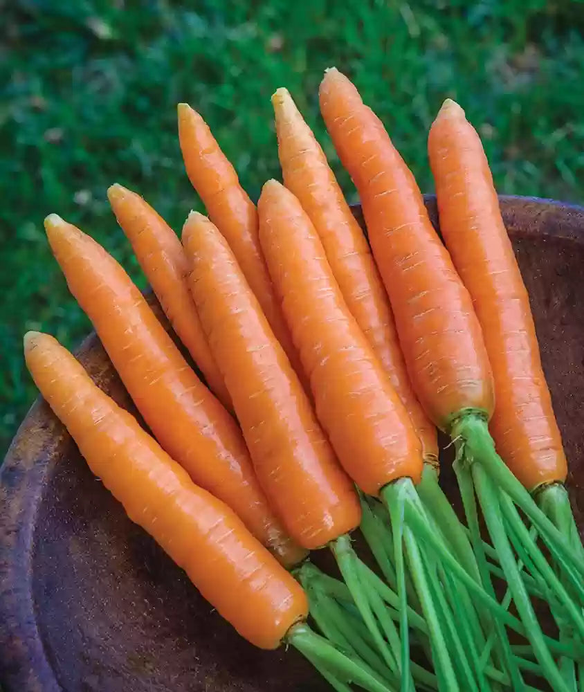 Scarlet Nantes Carrot Seedling Growing in Garden Bed