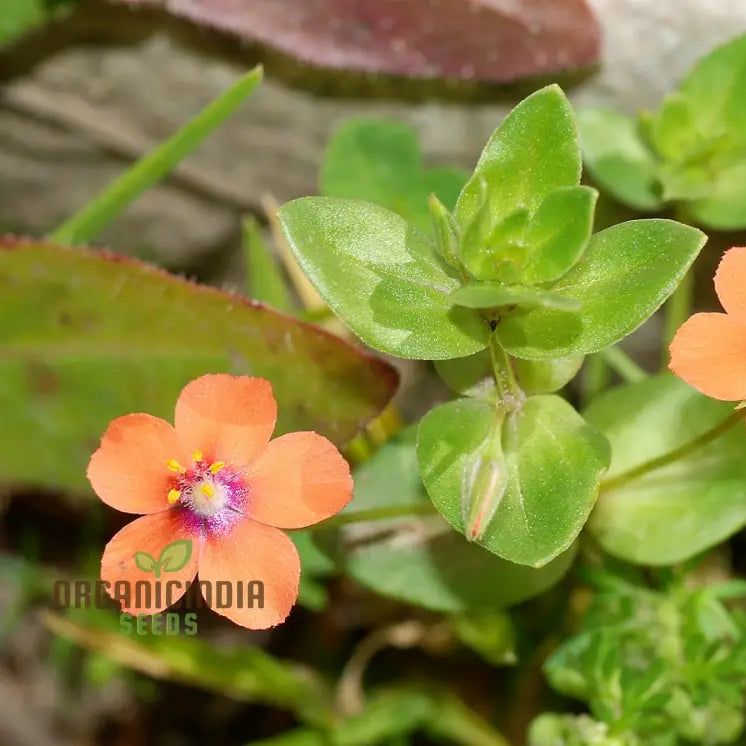 Scarlet Pimpernel Flower Seeds For Planting: Enigmatic Garden Delights & Botanical Wonders