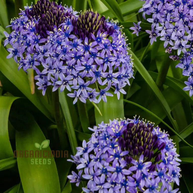 Scilla Peruviana seeds for planting ornamental garden plants