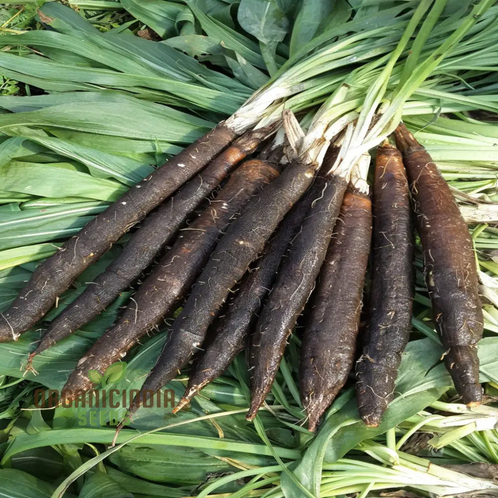 Mature Scorzonera Maxima Plant from Seeds, Upright Foliage with Edible Roots