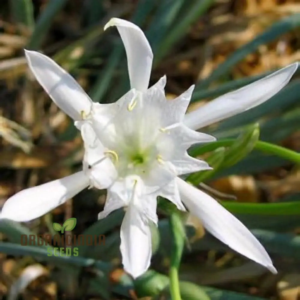 Sea daffodil garden seeds rare Mediterranean flowers