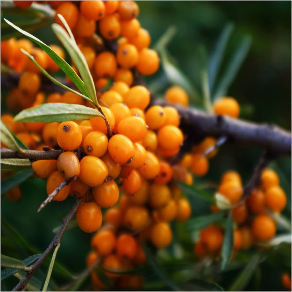 Seabuckthorn Berry Shrub from Seeds – Orange Fruit Plant for Gardens