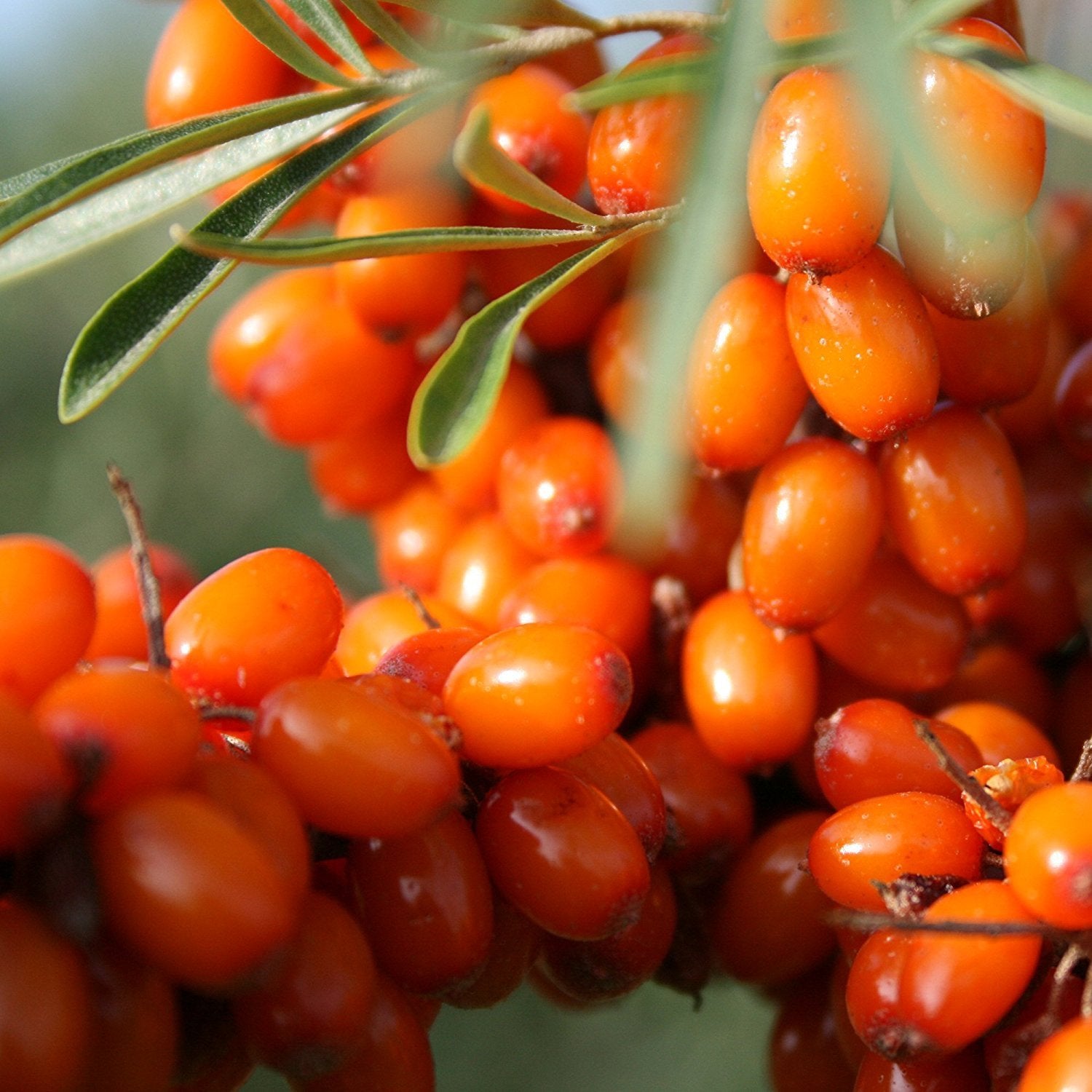 Non-GMO Seabuckthorn Seeds – Sustainable Hardy Shrub for Garden