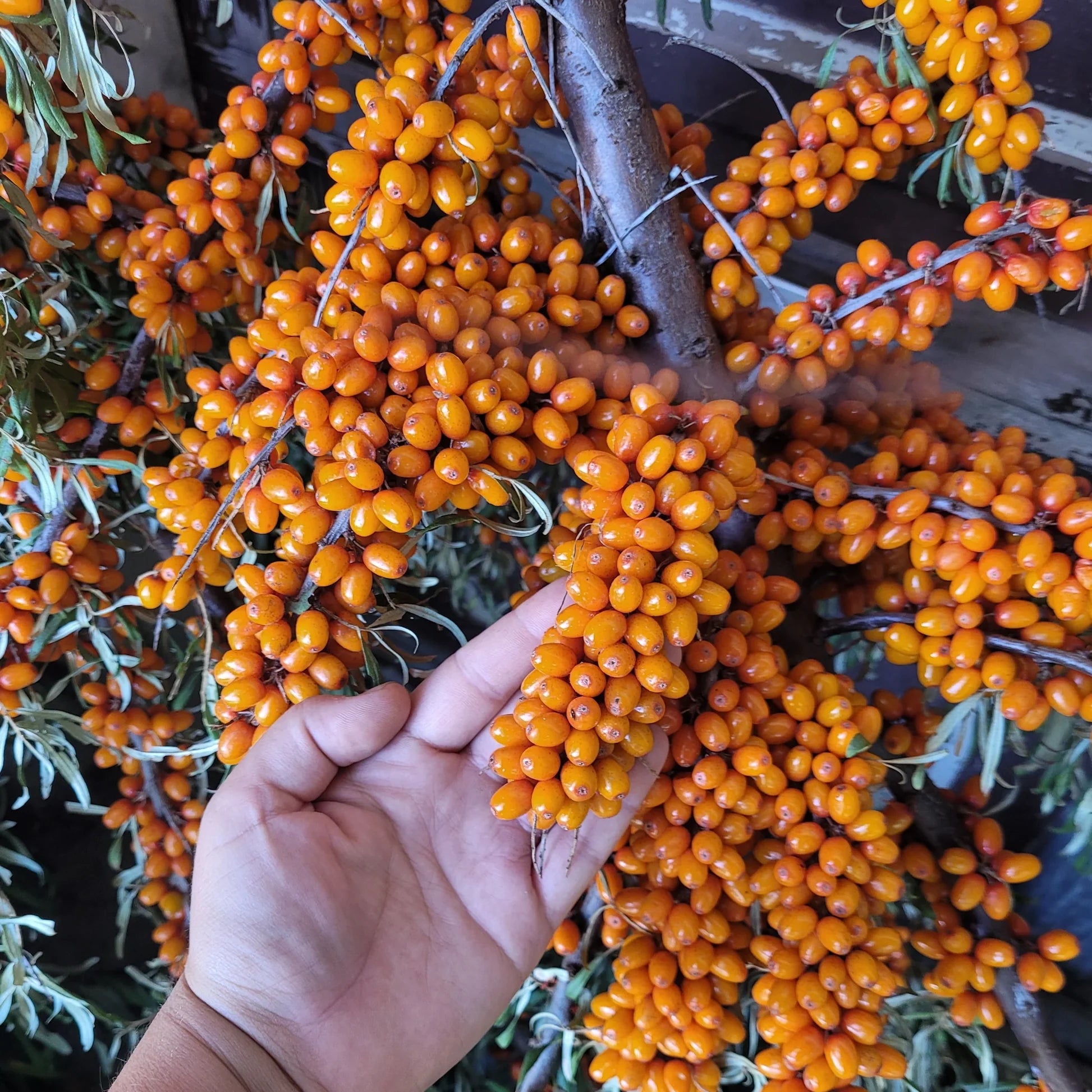 Organic Seabuckthorn Seeds – Berry Producing Shrubs for Home Gardens