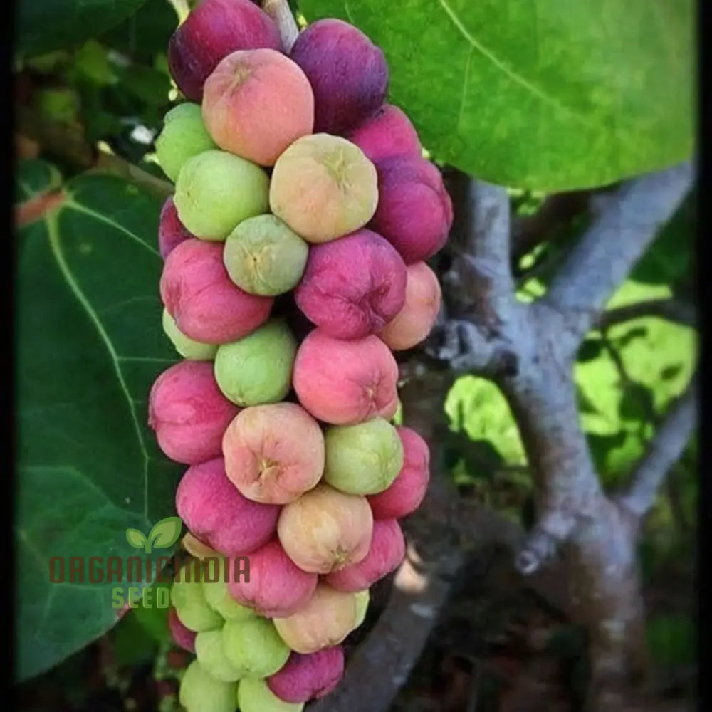 Seagrape Fruit Seeds - Grow Your Own Tropical Delight With Exotic Trees