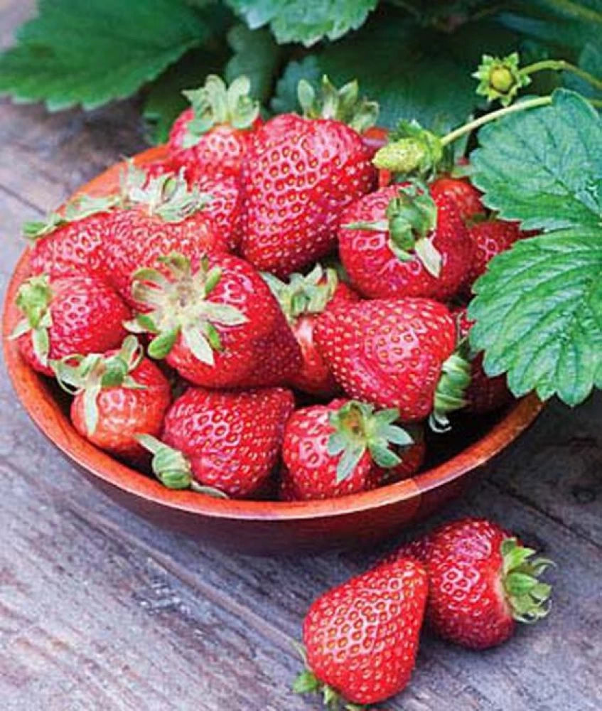 Seascape Strawberry Seeds Planting and Growing Guide