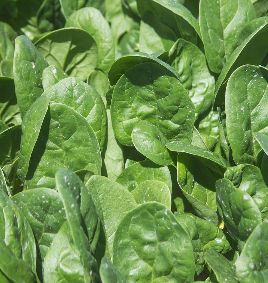 Mature Seaside Spinach Plant with Thick Leaves from Seeds