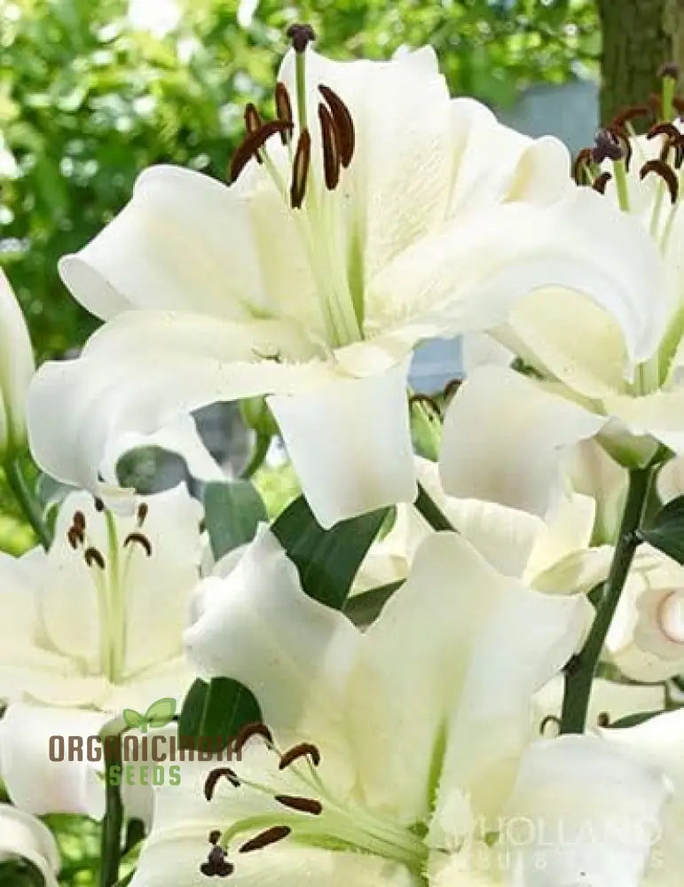 Secret Garden Treasures Bulbes de lys pour une symphonie de couleurs (paquet de 3 pour la plantation)
