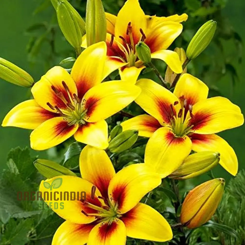 Tiger Rain Lily Mix Bulbs - Zephyranthes Blend With Pink, White