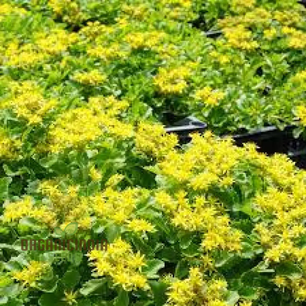Semillas de Sedum Ellacombeanum para Entusiastas de la Jardinería |  Semillas de Plantas Suculentas Raras para Jardín en Casa | Comprar Semillas de  Sedum en Línea | organicindiaseeds, image size:1000x1000