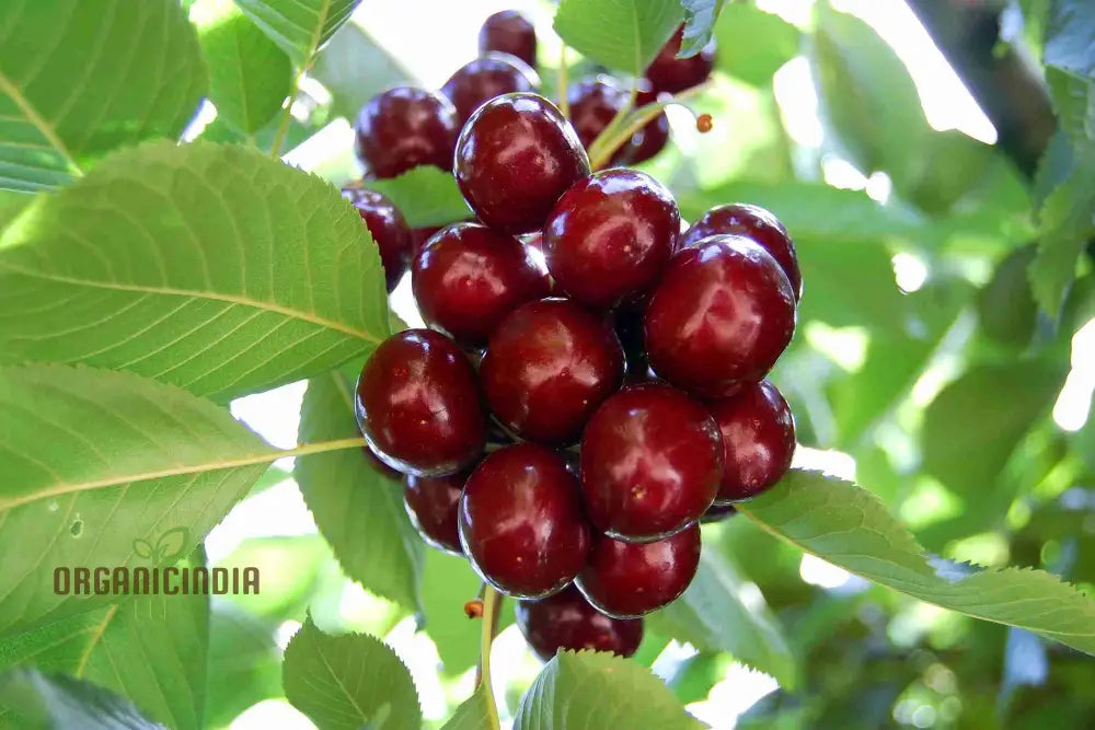 Self-Fertile Lapins Cherry Seeds for Easy Growing