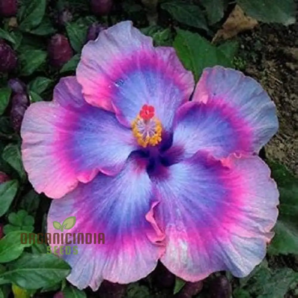 Semi blue hibiscus seeds for planting
