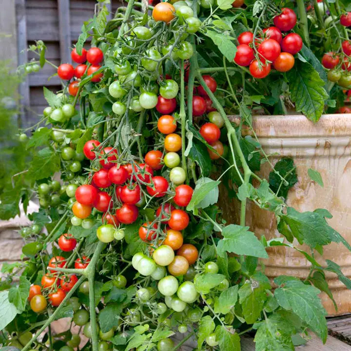 Semi-Determinate Tomato Seeds High-Yield Flavorful Variety