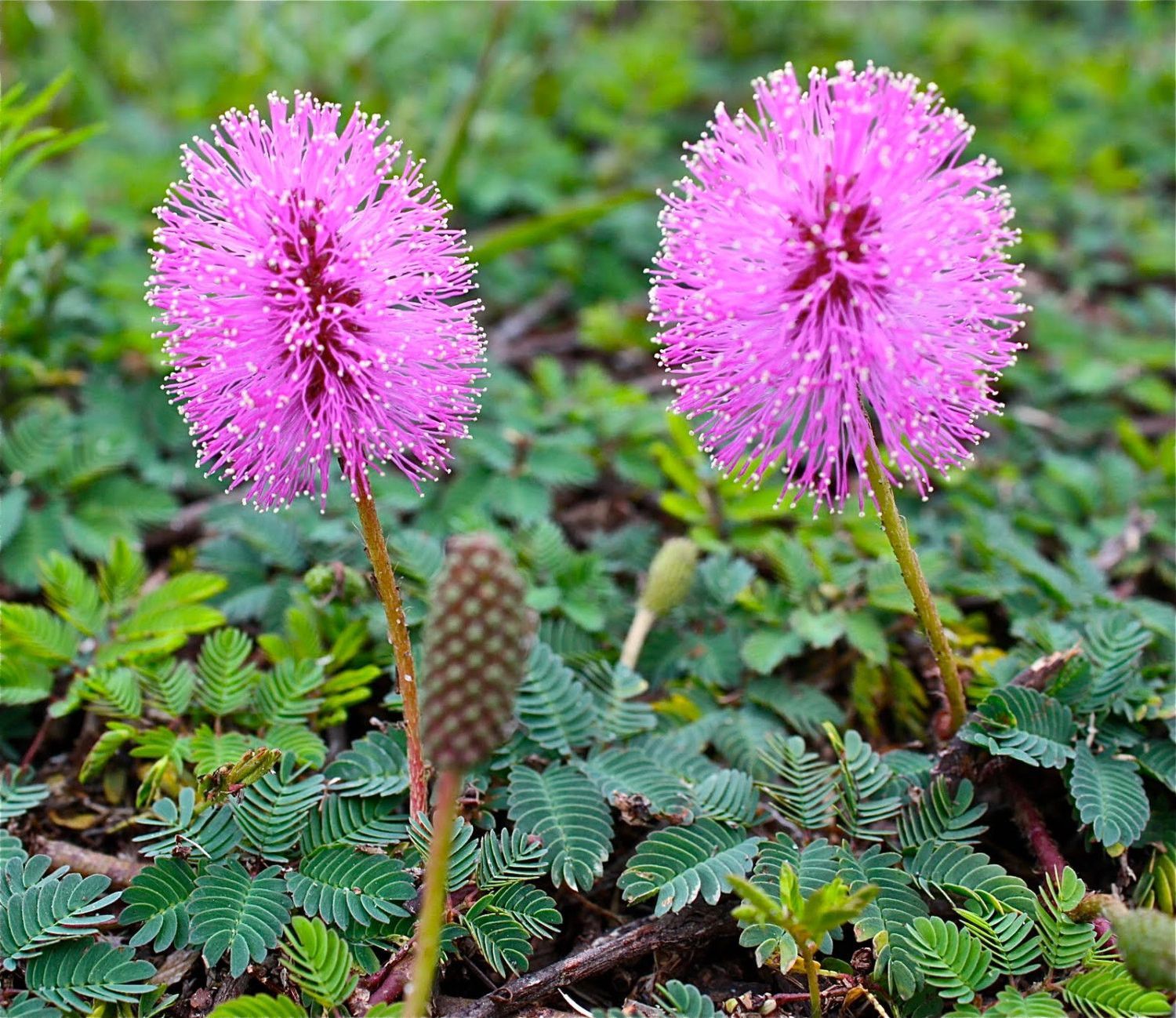 Sensitive Plant Mimosa Pudica Seeds for Fun and Educational Gardening