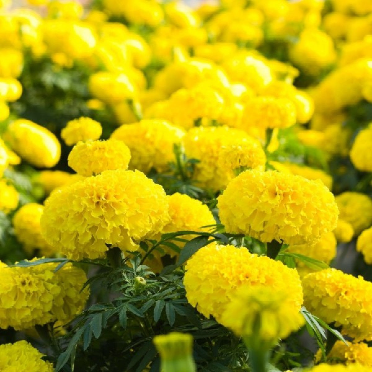 Lemon Yellow Marigold Flower Seeds, Bright & Cheerful Blooms for Gardens