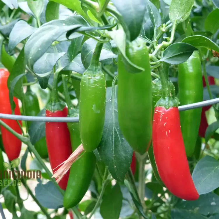 Serrano Pepper Plant with Green and Red Chili Peppers