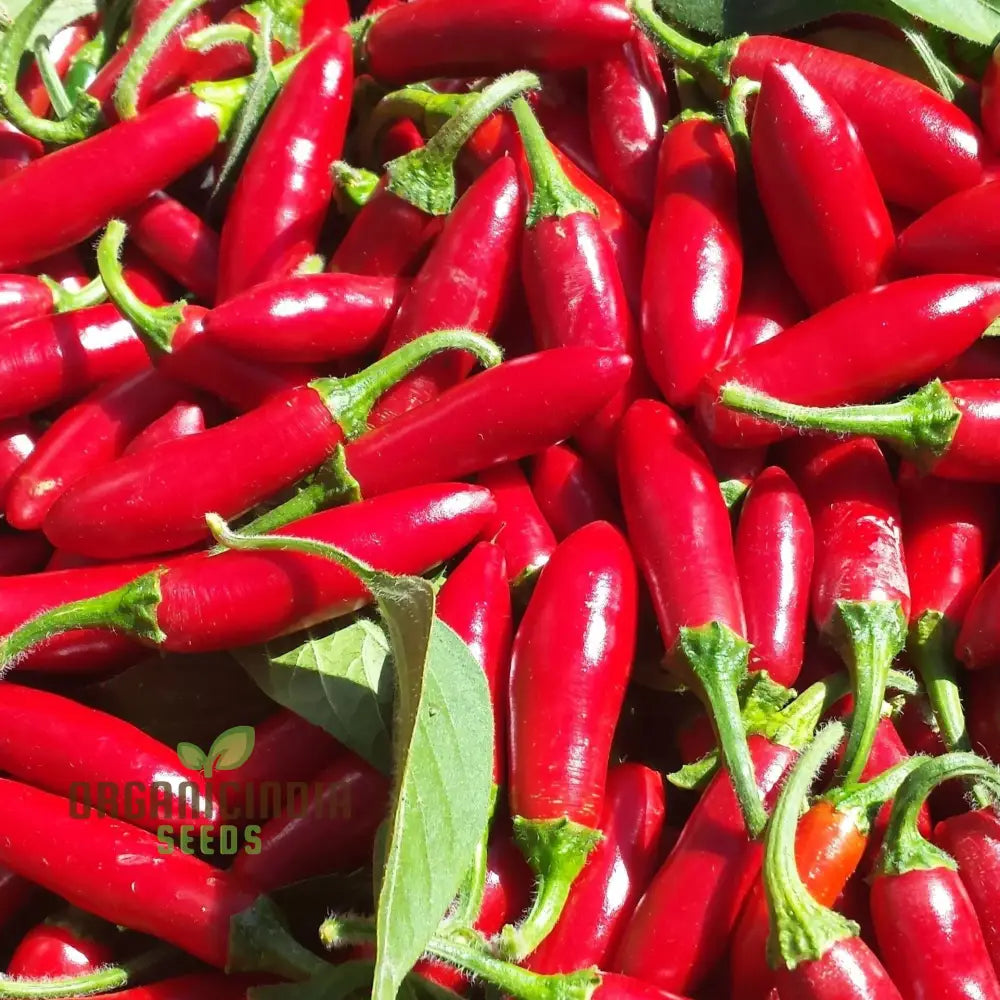 Serrano Pepper Seeds for Planting, Non-GMO Hot Chili Seeds