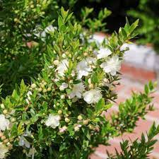 Close Up of Serrated Evergreen Foliage with Fragrance