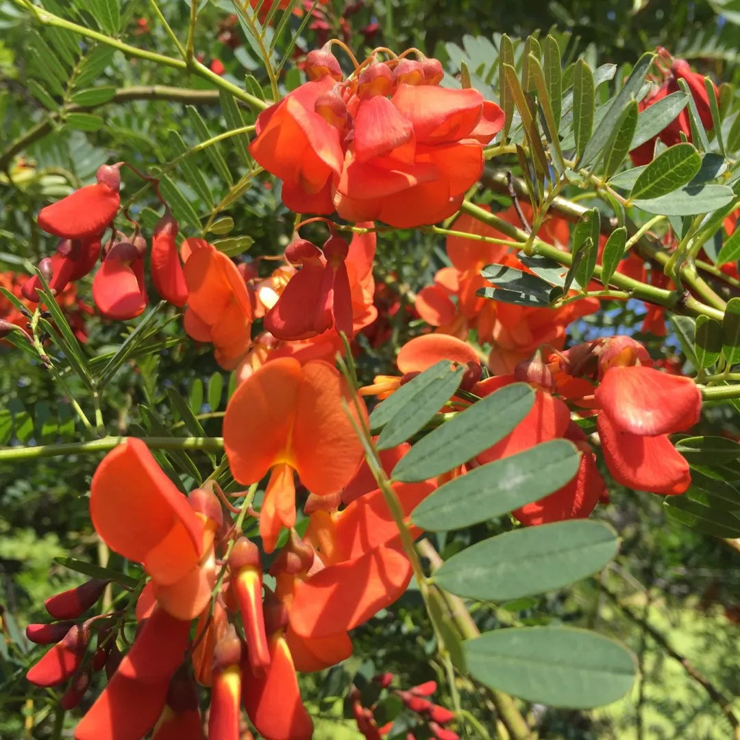Sesbania Punicea Seeds for Garden Planting