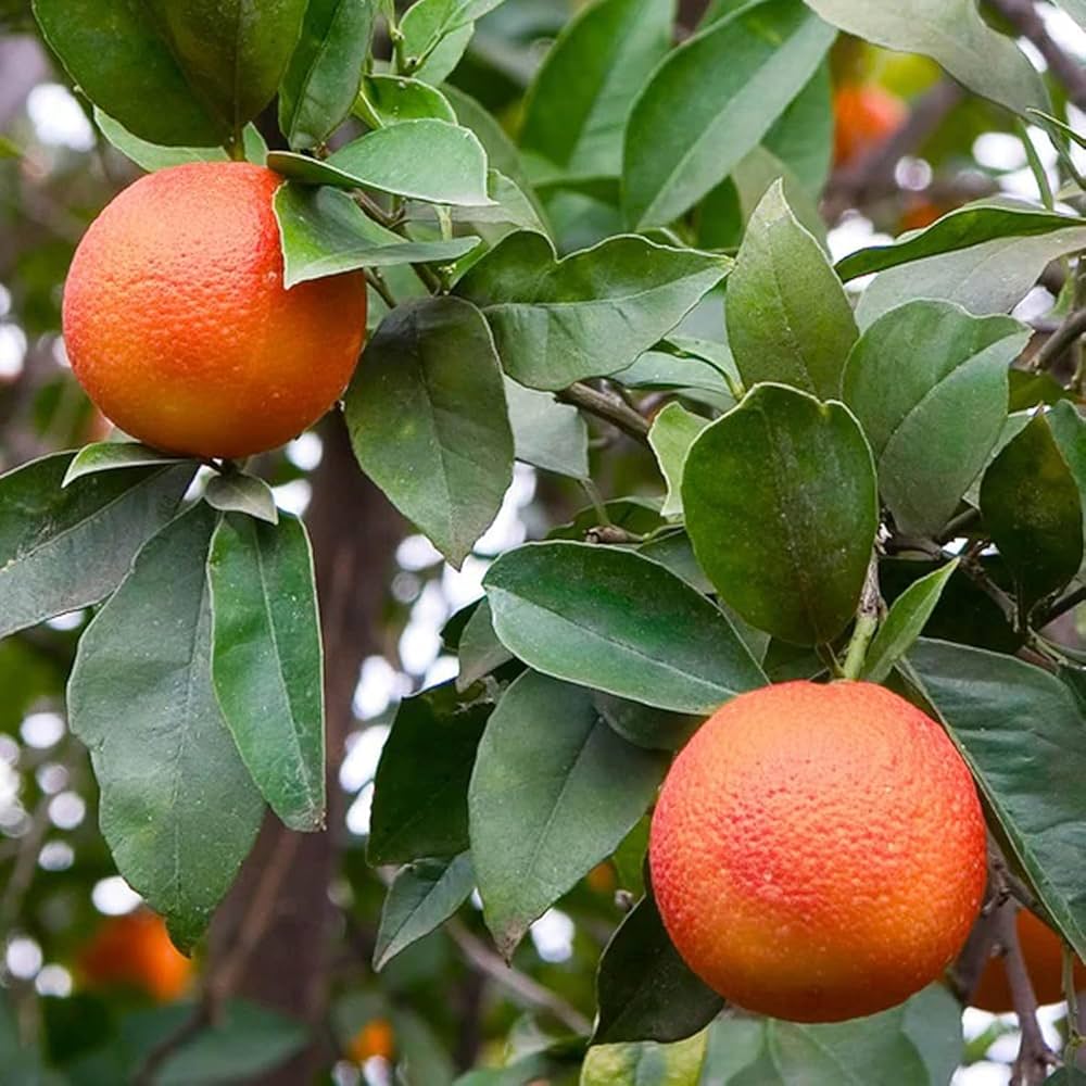 Seville Orange tree growing from seeds in sunny garden
