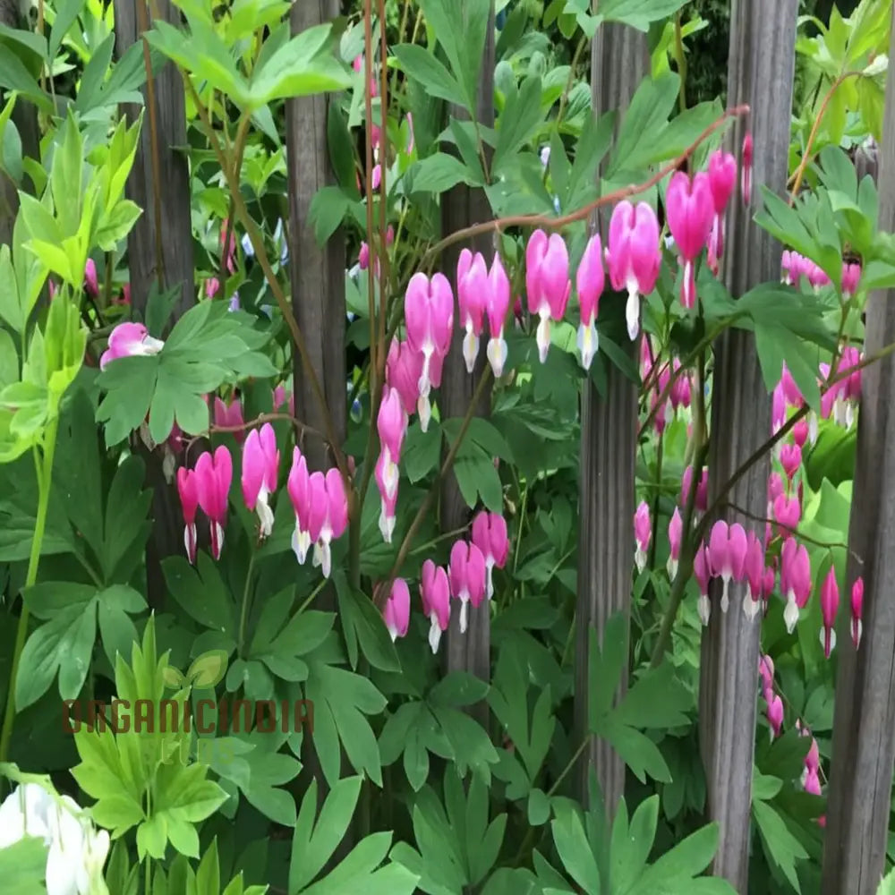 Shade garden bleeding heart flowers