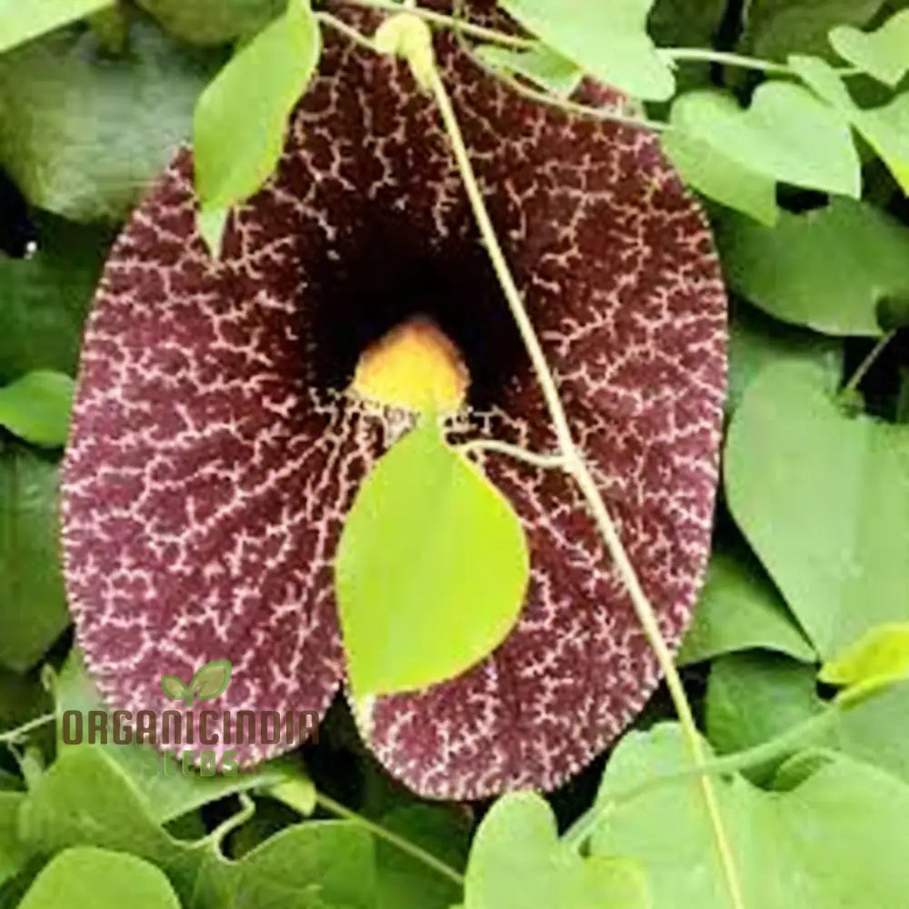 Non-GMO Dutchman’s Pipe seeds flowering vine for landscapes