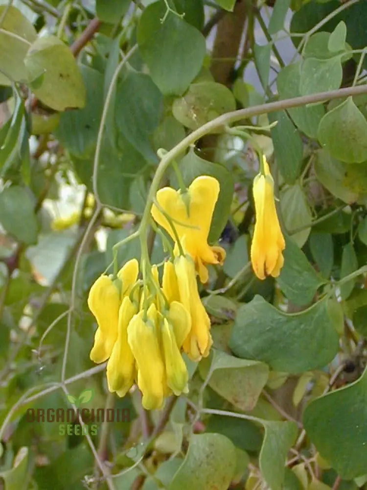 Yellow Bleeding Heart plant thriving in shaded border