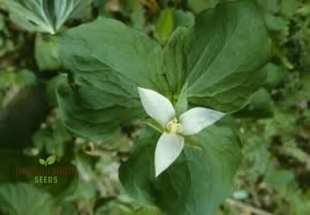 Shade garden trillium seeds flowering perennial
