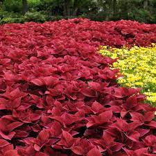 Shade loving Coleus seeds vibrant red foliage