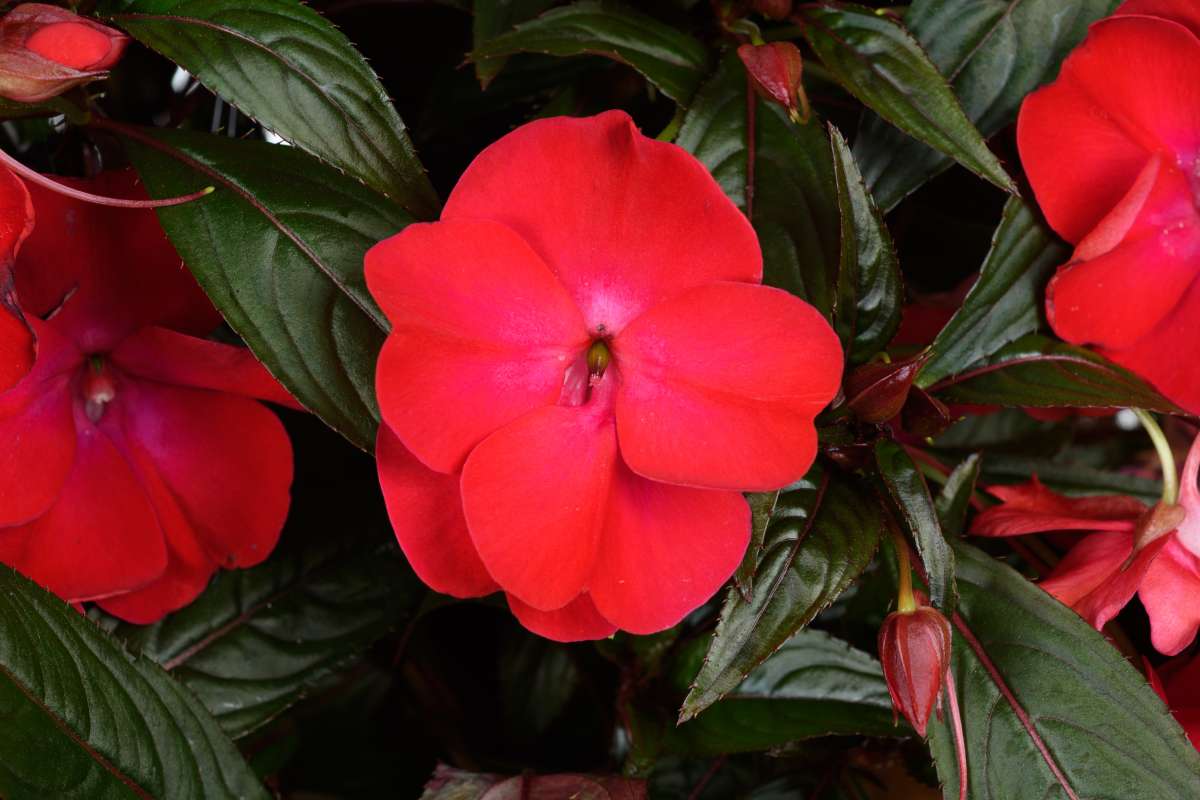 Shade Loving Impatiens Seeds for Home Garden Flowers