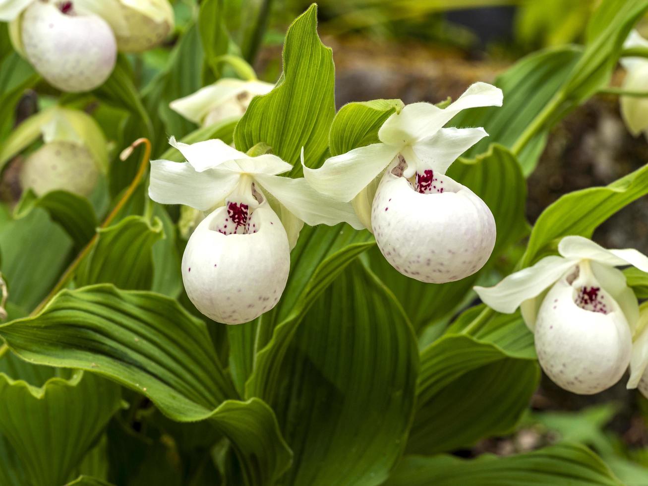 Shade loving orchid seeds white slipper flowers