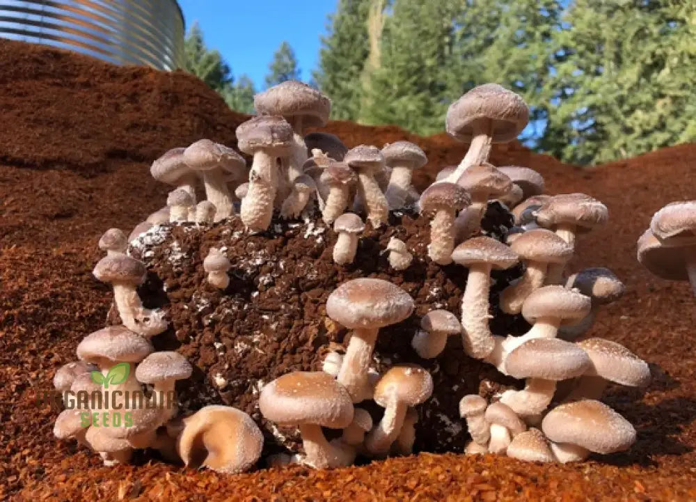Freshly Harvested Shiitake Mushrooms from Seeds, Flavorful Gourmet Mushrooms