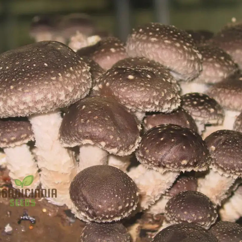 Shiitake Mushroom Seeds for Home Garden, Easy-to-Grow Gourmet Mushrooms