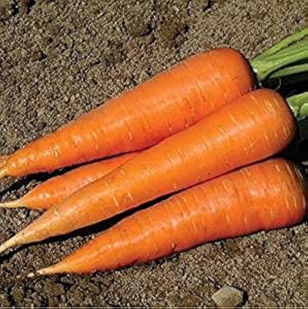 Mature Shin Kuroda Carrot Plant Producing Sweet Juicy Roots