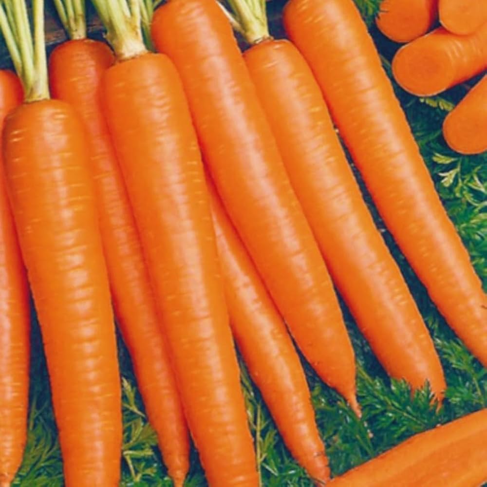 Shin Kuroda Carrot Seeds Heirloom Variety for Garden Planting