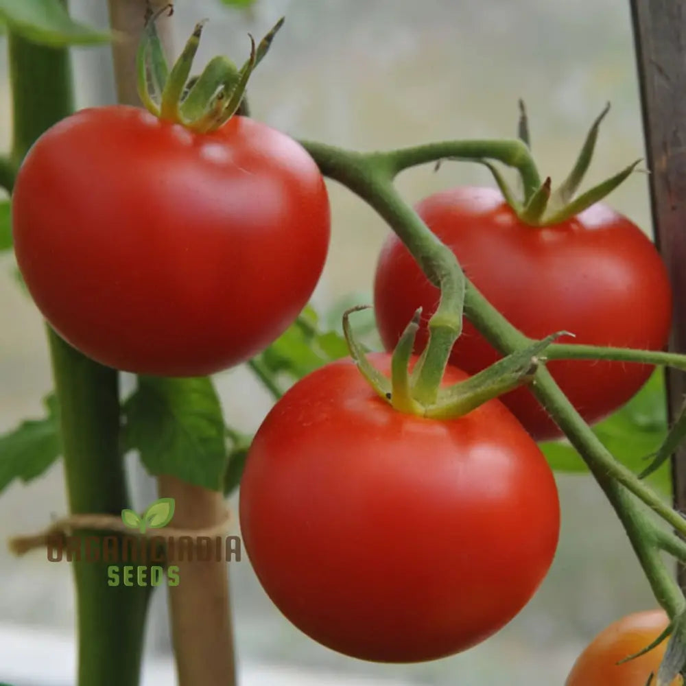 Shirley Tomato Seeds for Home Garden, Classic Reliable Tomato Variety