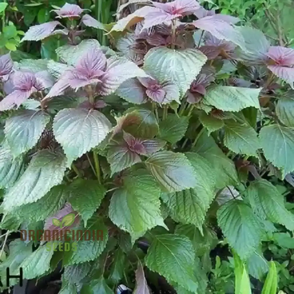 Jeok Ssam Ip Shiso Seeds for Container Gardening – Red Perilla Herb