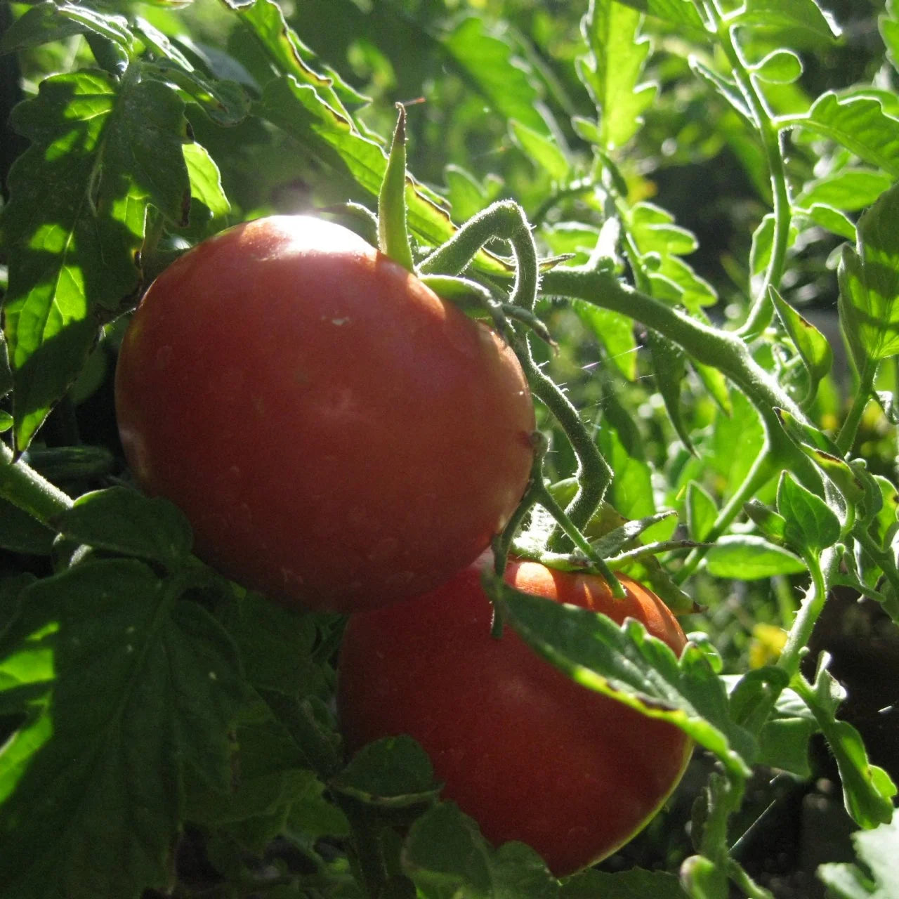 Mature Short Seasons Tomato Plant from Seeds, Compact Home Garden Tomatoes