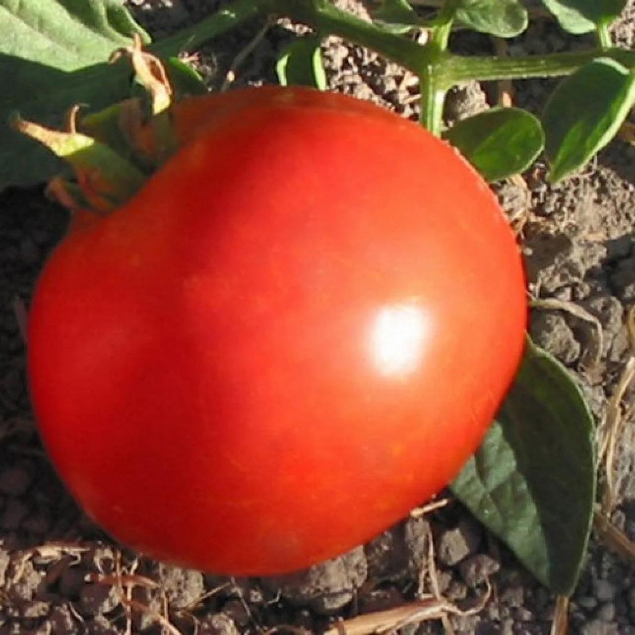 Short Seasons Tomato Seedling from Seeds, Fast-Growing Tomato Plant
