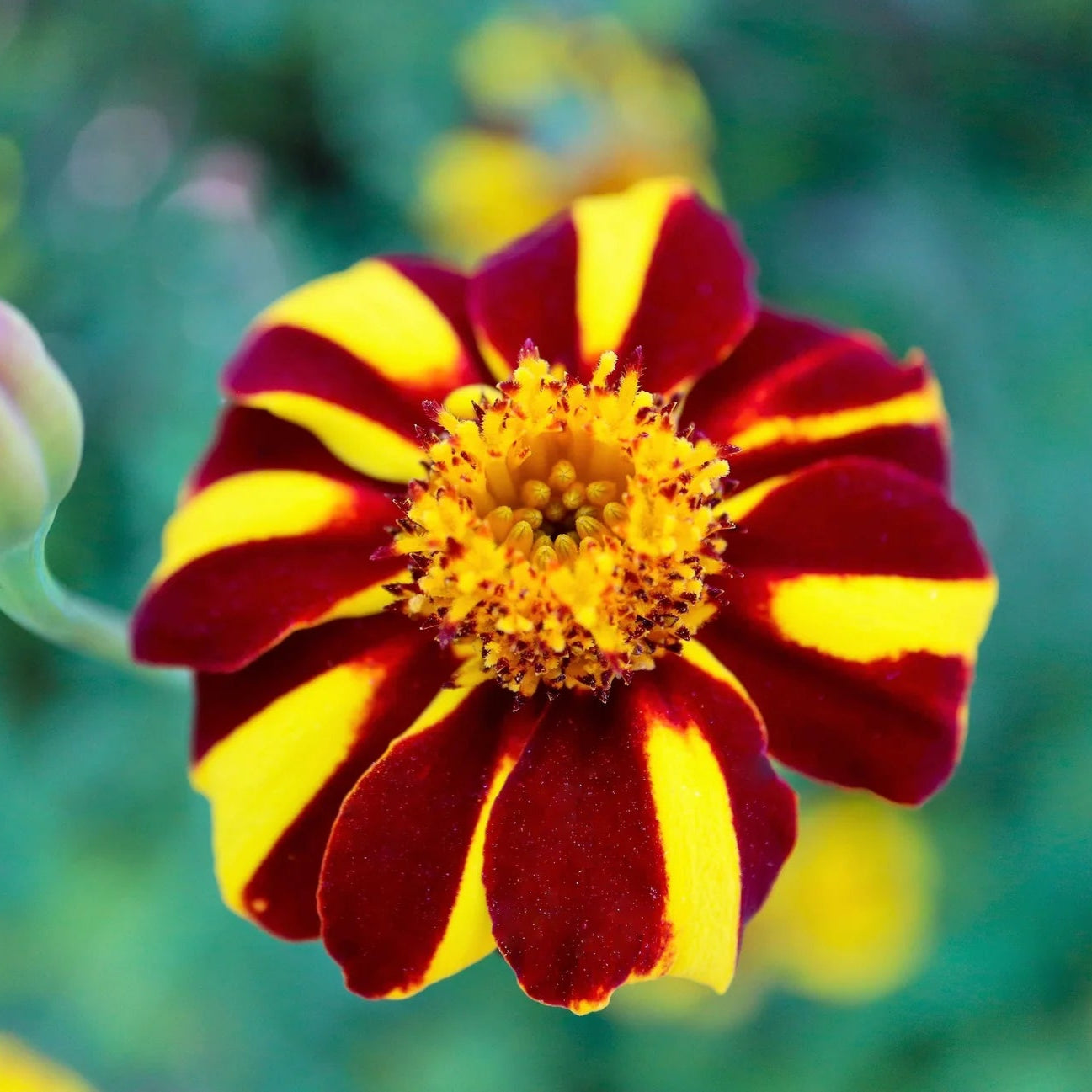 Yellow with Red Stripes Marigold Seeds,Unique Bicolor Blooms for Gardens