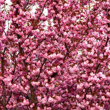 Japanese Flowering Cherry Seeds