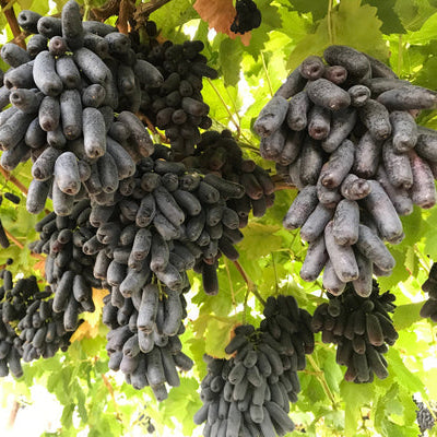 Black Finger Grape Vine Seeds