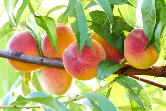 Nemaguard Peach Fruit Seeds