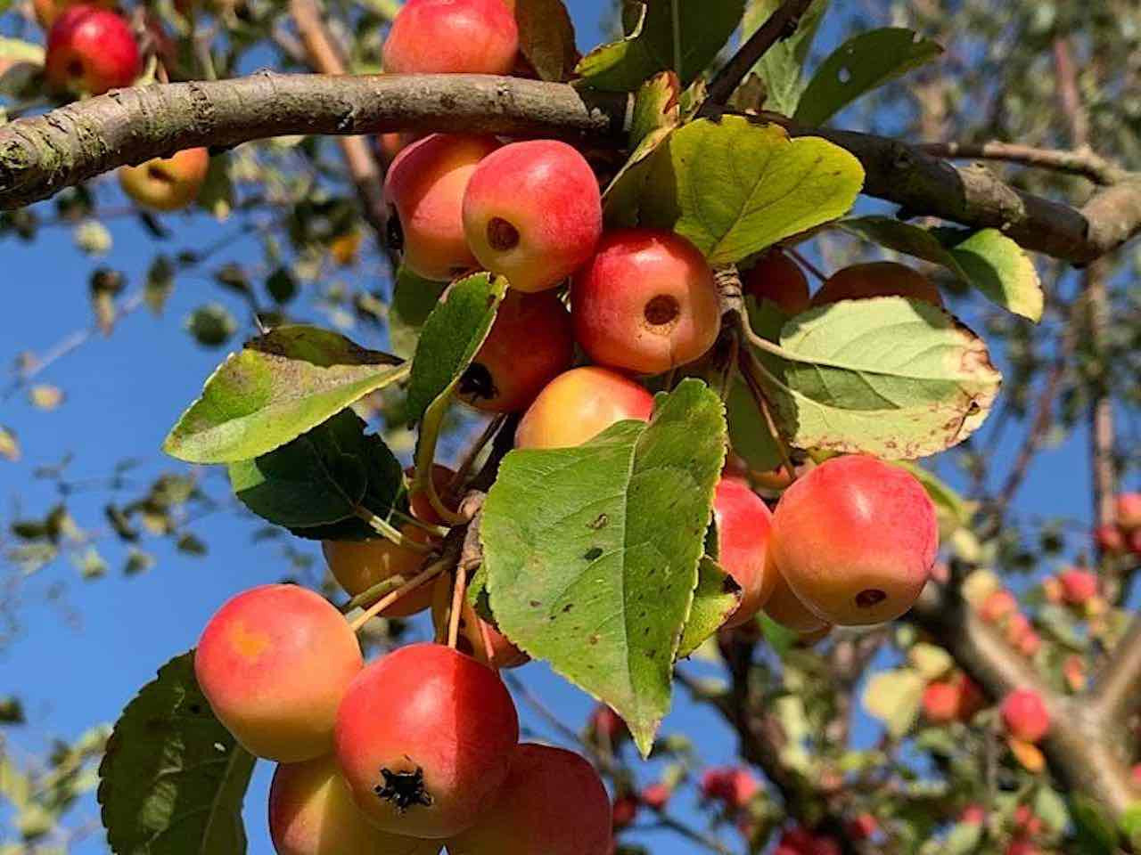 Siberian crabapple trees growing in outdoor landscape