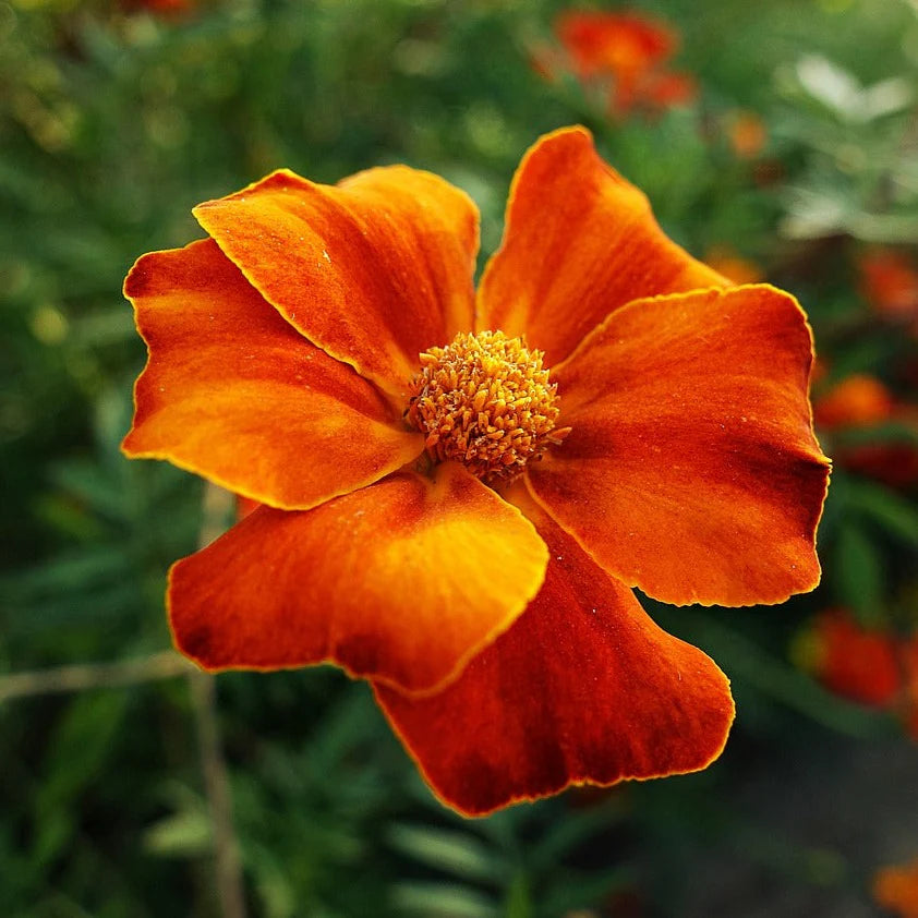 Signet Marigold Seeds for Flower Garden Planting Tagetes tenuifolia