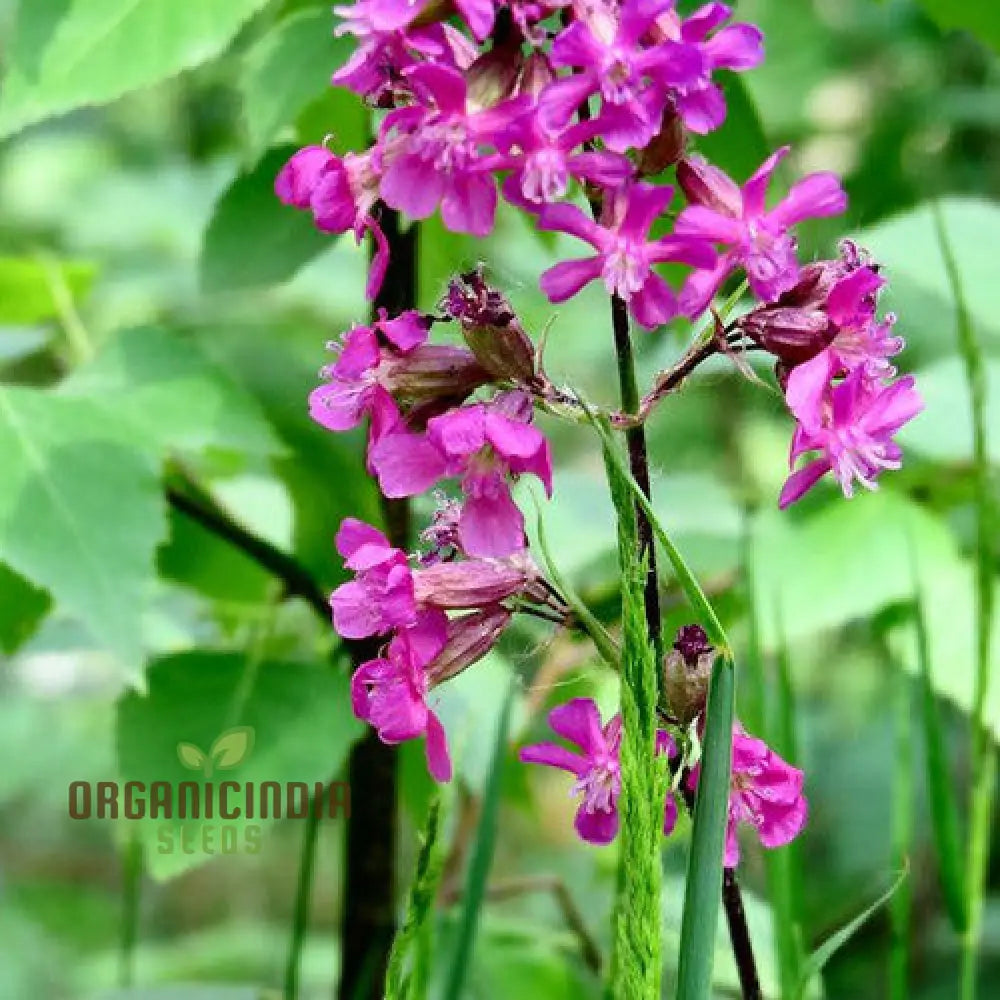 Silene seeds plant growth stages in outdoor garden